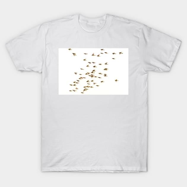 Cedar Waxwings Migrating North T-Shirt by Debra Martz